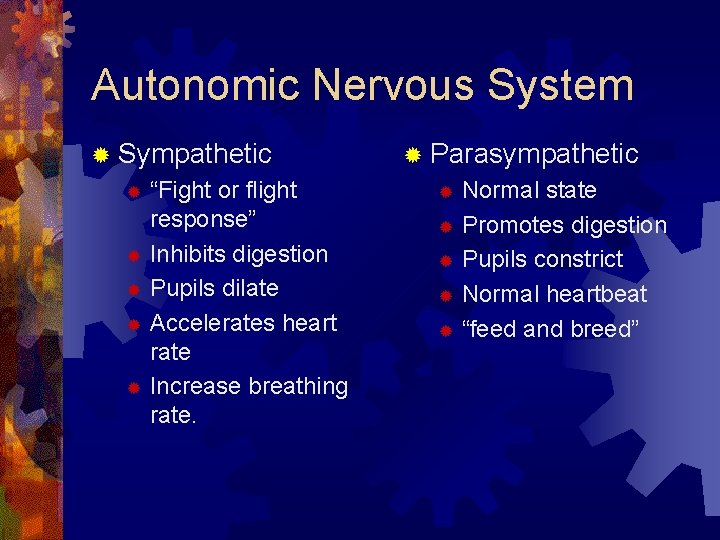 Autonomic Nervous System ® Sympathetic “Fight or flight response” ® Inhibits digestion ® Pupils