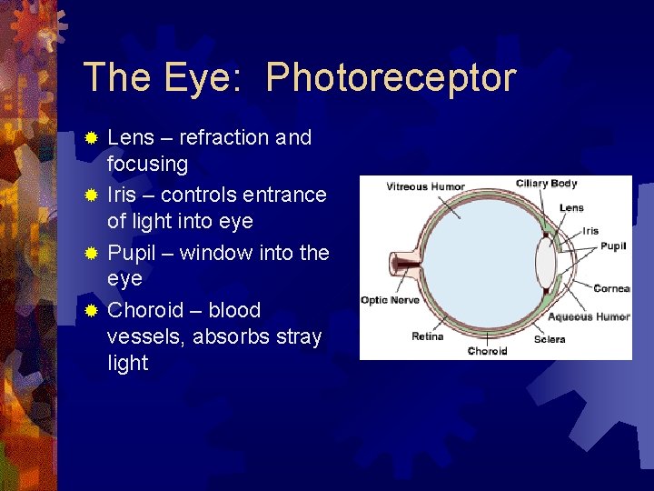 The Eye: Photoreceptor Lens – refraction and focusing ® Iris – controls entrance of