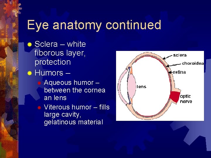 Eye anatomy continued ® Sclera – white fiborous layer, protection ® Humors – Aqueous