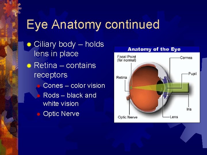 Eye Anatomy continued ® Ciliary body – holds lens in place ® Retina –