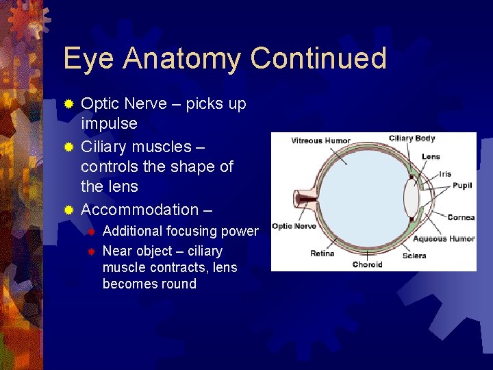 Eye Anatomy Continued Optic Nerve – picks up impulse ® Ciliary muscles – controls