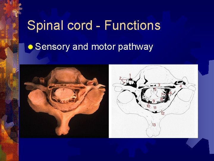 Spinal cord - Functions ® Sensory and motor pathway 