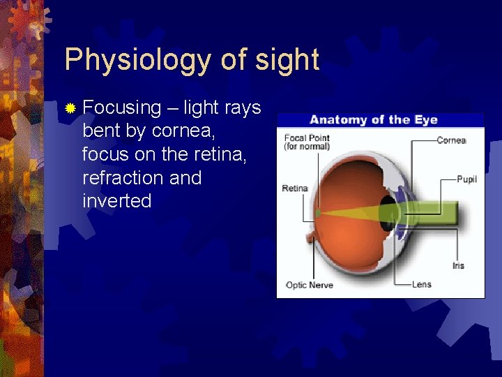 Physiology of sight ® Focusing – light rays bent by cornea, focus on the