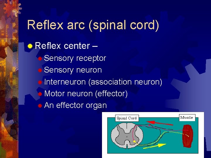 Reflex arc (spinal cord) ® Reflex center – ® Sensory receptor ® Sensory neuron