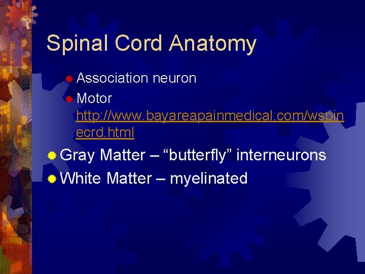 Spinal Cord Anatomy ® Association neuron ® Motor http: //www. bayareapainmedical. com/wspin ecrd. html