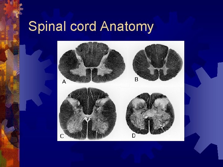 Spinal cord Anatomy 