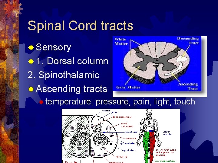 Spinal Cord tracts ® Sensory ® 1. Dorsal column 2. Spinothalamic ® Ascending tracts