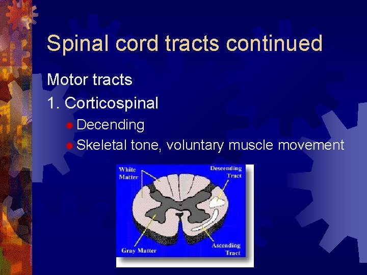 Spinal cord tracts continued Motor tracts 1. Corticospinal ® Decending ® Skeletal tone, voluntary