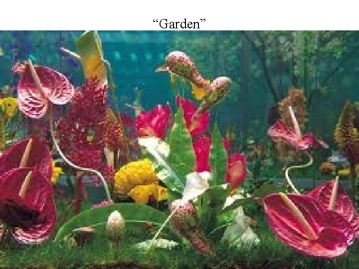 “Garden” 