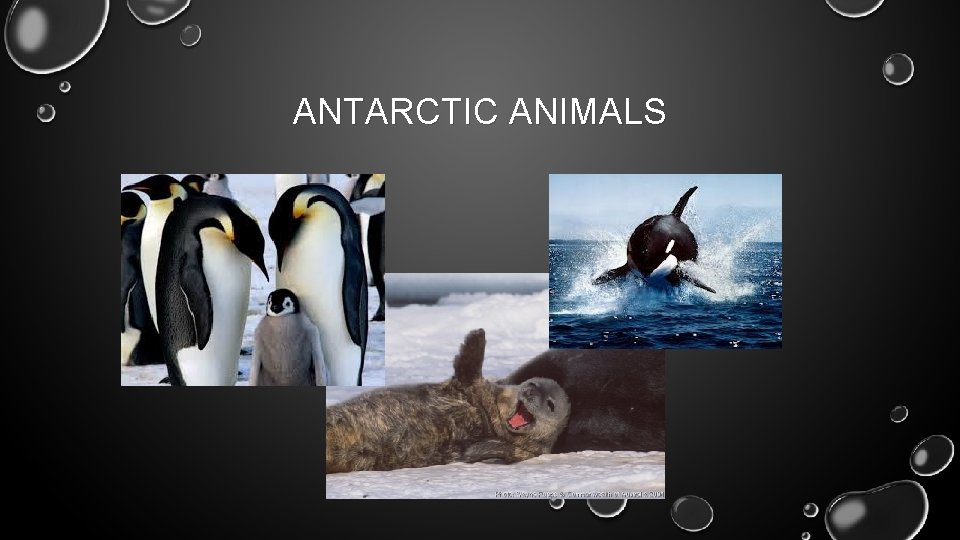 ANTARCTIC ANIMALS 