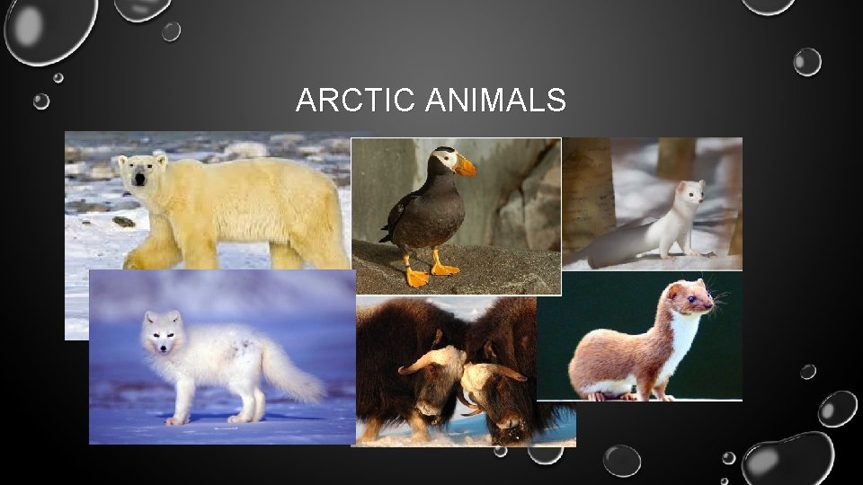 ARCTIC ANIMALS 