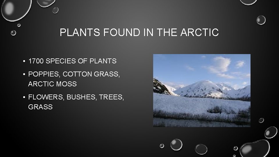 PLANTS FOUND IN THE ARCTIC • 1700 SPECIES OF PLANTS • POPPIES, COTTON GRASS,