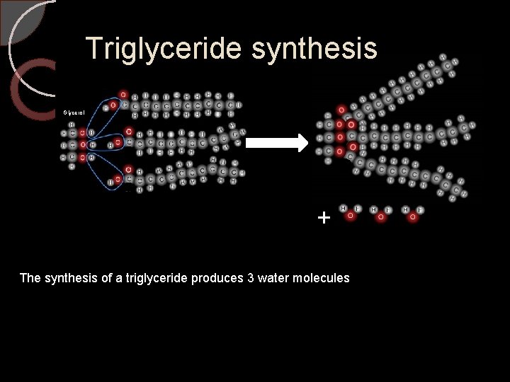 Triglyceride synthesis Glycerol + The synthesis of a triglyceride produces 3 water molecules 