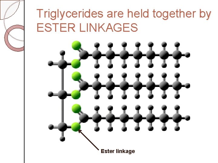 Triglycerides are held together by ESTER LINKAGES Ester linkage 