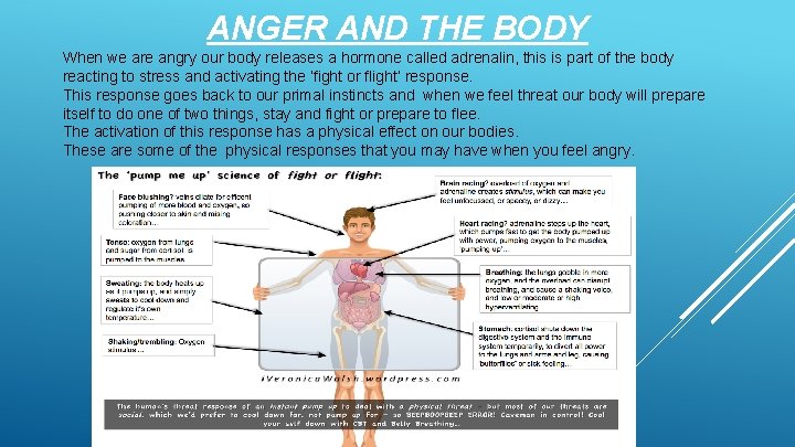 ANGER AND THE BODY When we are angry our body releases a hormone called