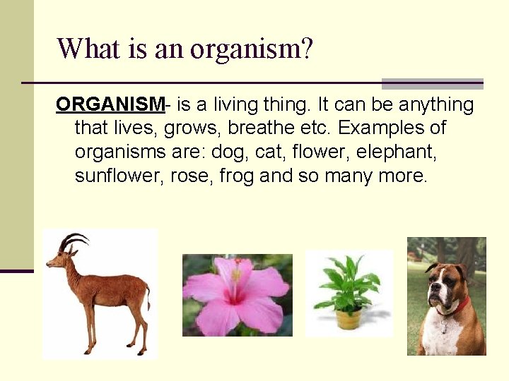 What is an organism? ORGANISM- is a living thing. It can be anything that