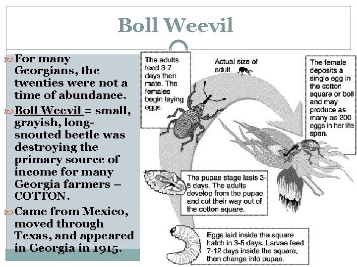 Boll Weevil For many Georgians, the twenties were not a time of abundance. Boll Boll Weevil For many Georgians, the twenties were not a time of abundance. Boll