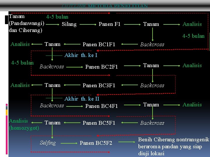 METODOLOGIOUTLINE : OUTLINE METODA JADWAL PENELITIAN KEGIATAN PENELITIAN Tanam 4 -5 bulan (Pandanwangi) Silang