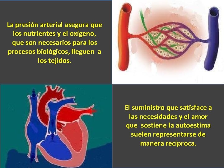 La presión arterial asegura que los nutrientes y el oxígeno, que son necesarios para