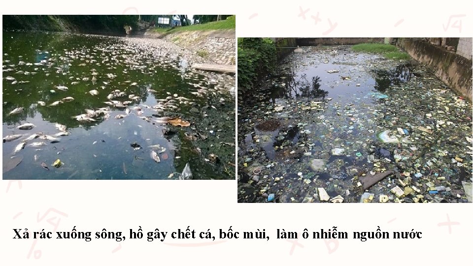 Xả rác xuống sông, hồ gây chết cá, bốc mùi, làm ô nhiễm nguồn