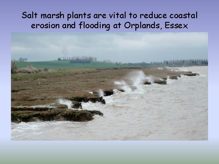 Salt marsh plants are vital to reduce coastal erosion and flooding at Orplands, Essex