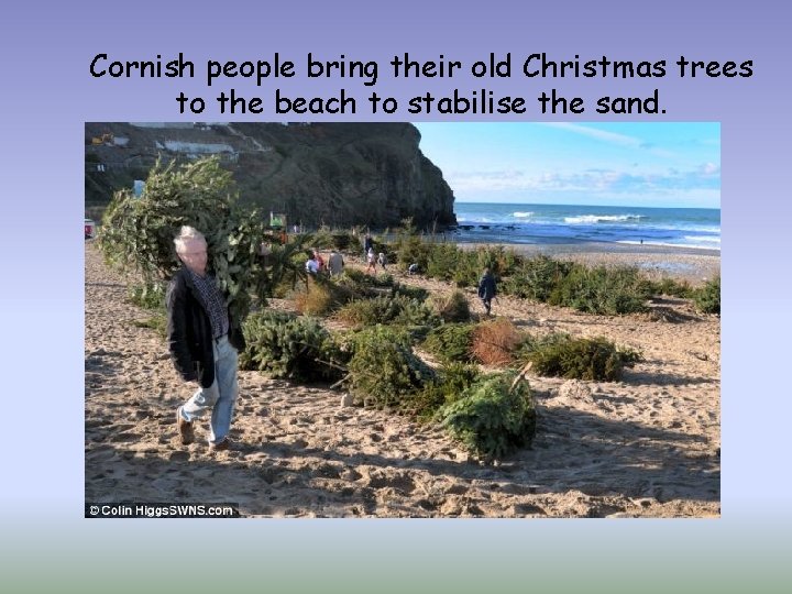 Cornish people bring their old Christmas trees to the beach to stabilise the sand.