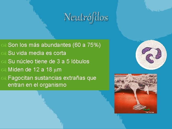 Neutrófilos Son los más abundantes (60 a 75%) Su vida media es corta Su