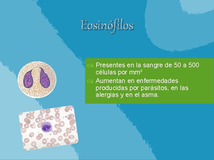 Eosinófilos Presentes en la sangre de 50 a 500 células por mm³ Aumentan en