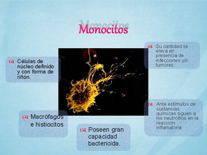 Monocitos Células de núcleo definido y con forma de riñón. Macrófagos e histiocitos Poseen