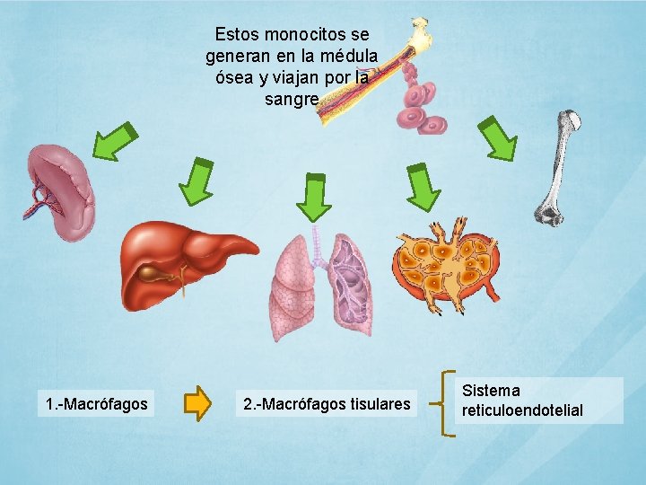 Estos monocitos se generan en la médula ósea y viajan por la sangre 1.