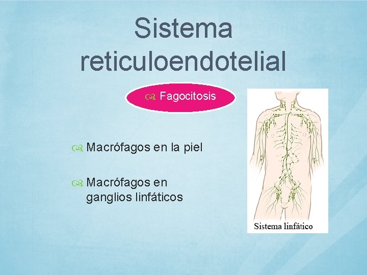 Sistema reticuloendotelial Fagocitosis Macrófagos en la piel Macrófagos en ganglios linfáticos 