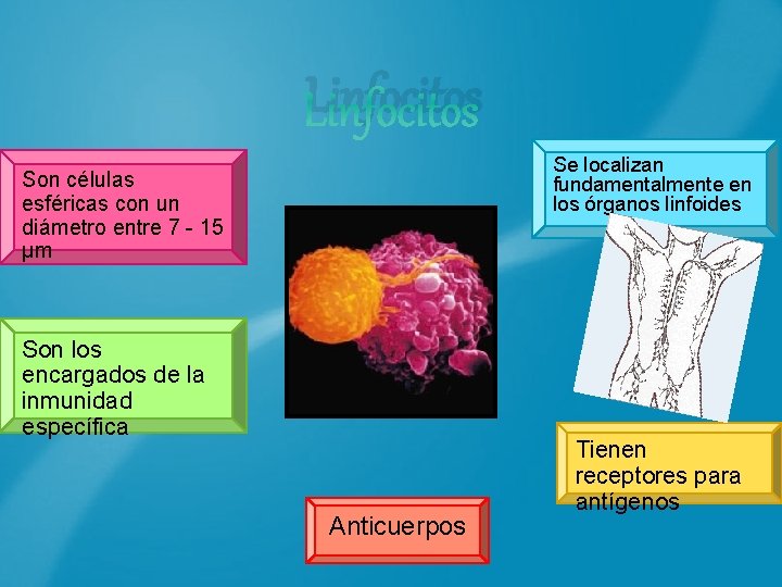 Son células esféricas con un diámetro entre 7 - 15 μm Linfocitos Son los