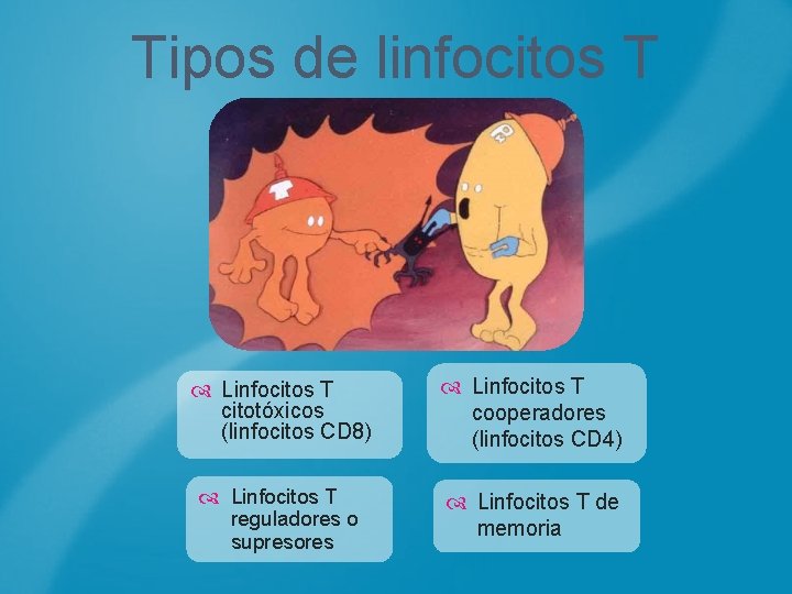 Tipos de linfocitos T Linfocitos T citotóxicos (linfocitos CD 8) Linfocitos T cooperadores (linfocitos