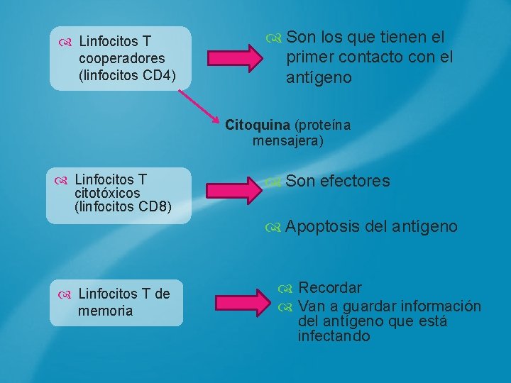  Linfocitos T cooperadores (linfocitos CD 4) Son los que tienen el primer contacto