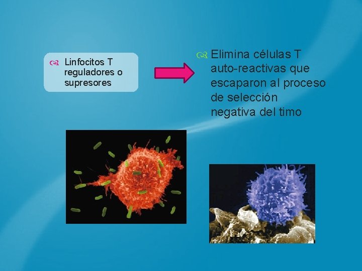  Linfocitos T reguladores o supresores Elimina células T auto-reactivas que escaparon al proceso