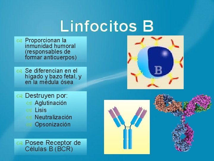 Linfocitos B Proporcionan la inmunidad humoral (responsables de formar anticuerpos) Se diferencian en el