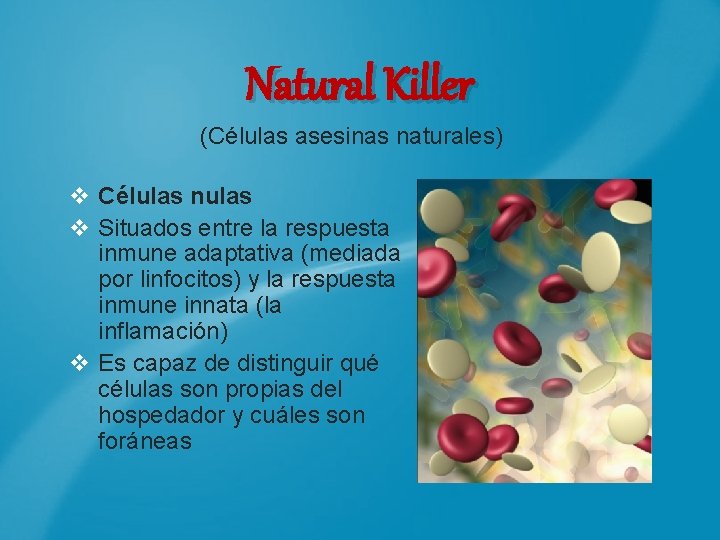 Natural Killer (Células asesinas naturales) v Células nulas v Situados entre la respuesta inmune