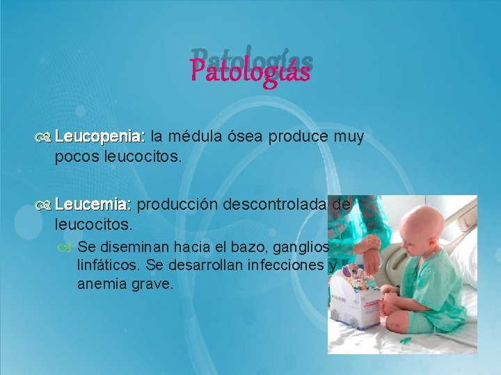 Patologías Leucopenia: la médula ósea produce muy pocos leucocitos. Leucemia: producción descontrolada de leucocitos.