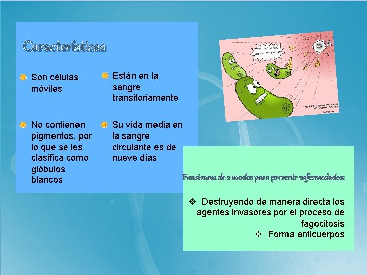 Características Son células móviles Están en la sangre transitoriamente No contienen pigmentos, por lo