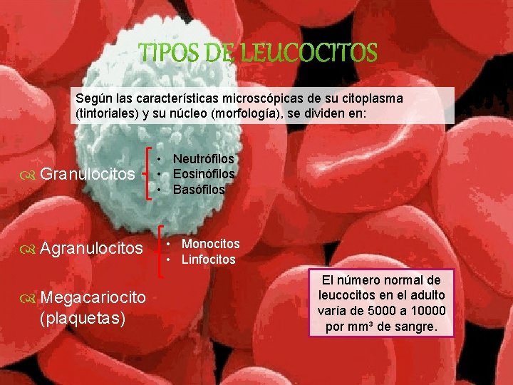  Según las características microscópicas de su citoplasma (tintoriales) y su núcleo (morfología), se