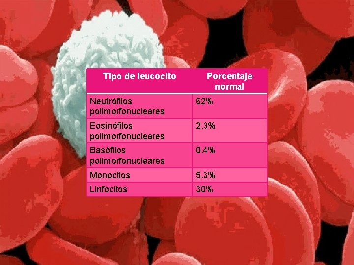  Tipo de leucocito Porcentaje normal Neutrófilos polimorfonucleares 62% Eosinófilos polimorfonucleares 2. 3% Basófilos