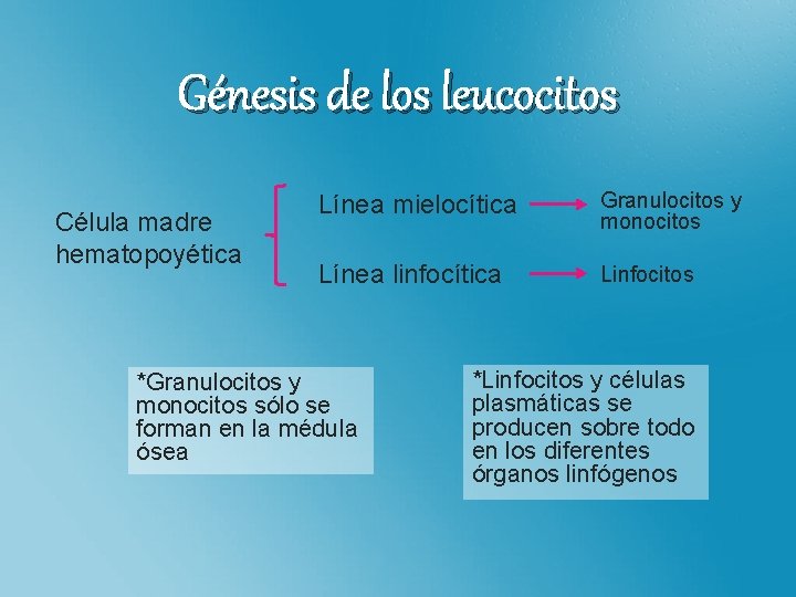 Génesis de los leucocitos Línea mielocítica Célula madre hematopoyética Granulocitos y monocitos Línea linfocítica