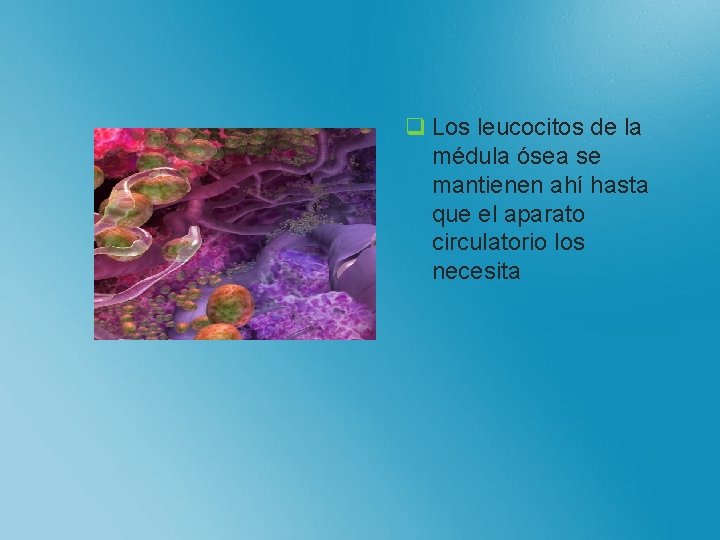 q Los leucocitos de la médula ósea se mantienen ahí hasta que el aparato