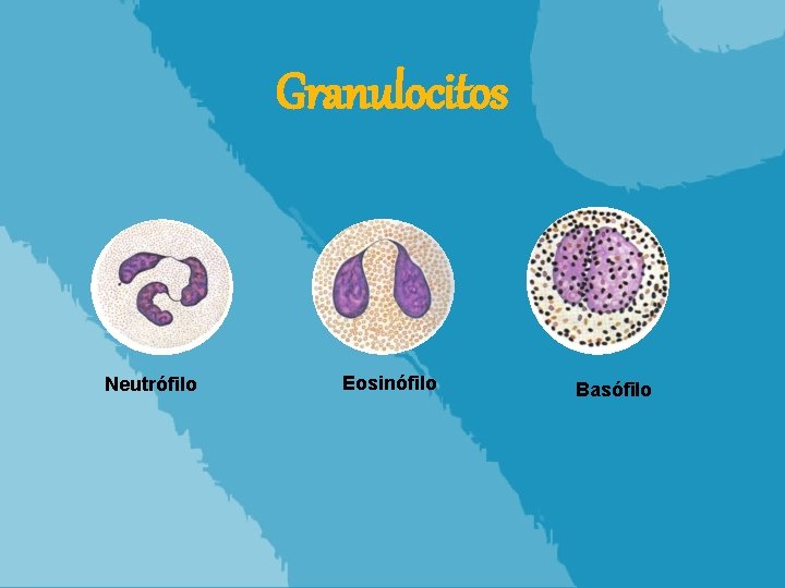 Granulocitos Neutrófilo Eosinófilo Basófilo 