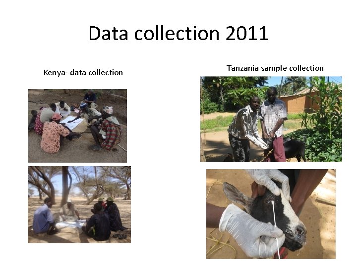 Data collection 2011 Kenya- data collection Tanzania sample collection 