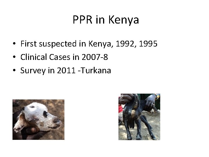 PPR in Kenya • First suspected in Kenya, 1992, 1995 • Clinical Cases in