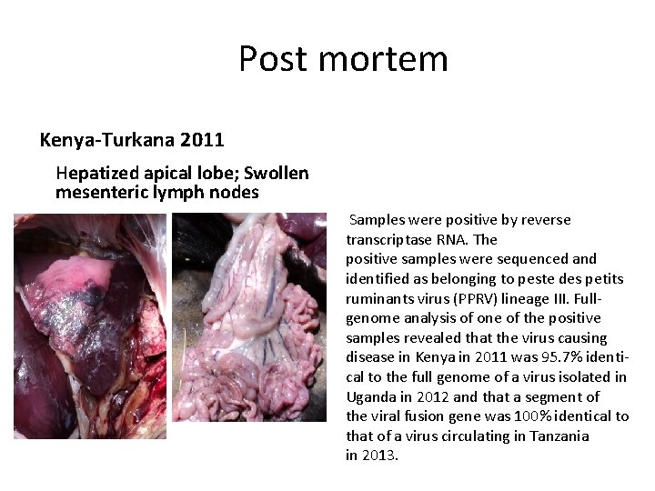 Post mortem Kenya-Turkana 2011 Hepatized apical lobe; Swollen mesenteric lymph nodes Samples were positive