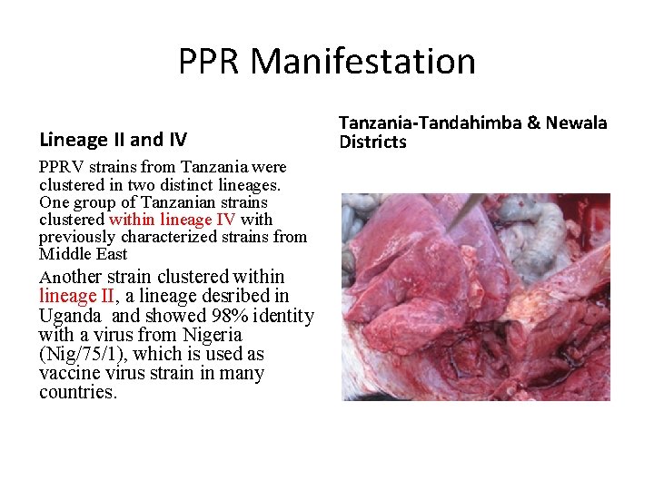 PPR Manifestation Lineage II and IV PPRV strains from Tanzania were clustered in two