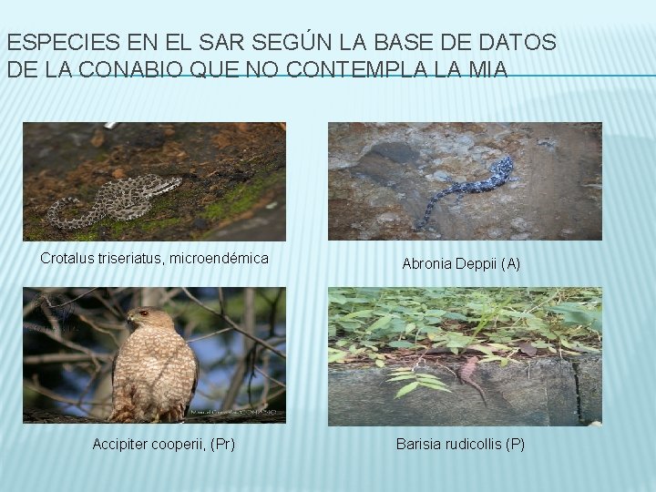 ESPECIES EN EL SAR SEGÚN LA BASE DE DATOS DE LA CONABIO QUE NO