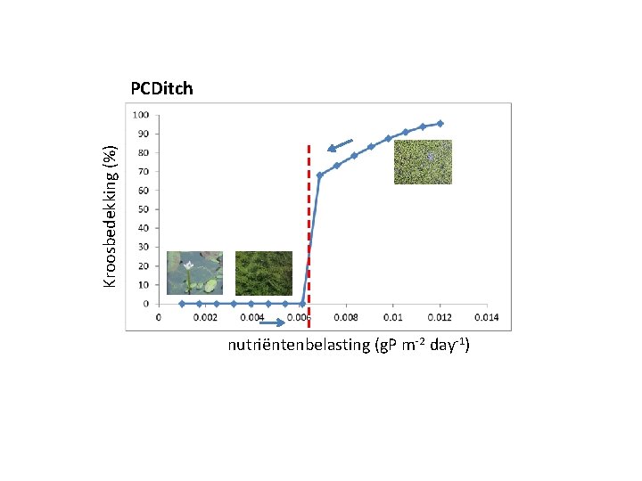Kroosbedekking (%) PCDitch nutriëntenbelasting (g. P m-2 day-1) 